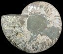 Polished Ammonite Dish (Inlaid Ammonite Fossils) #49784-1